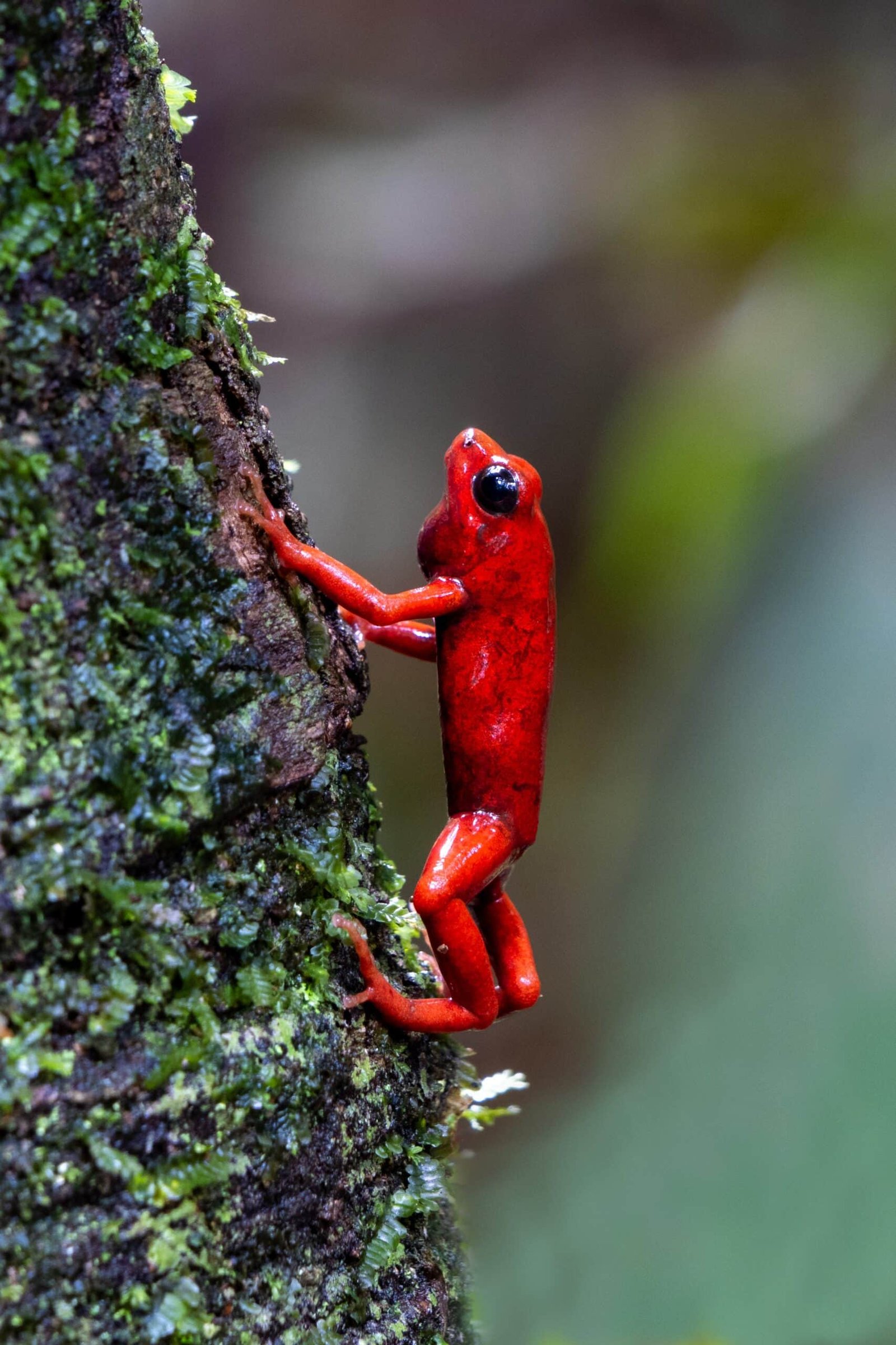 The frog is real, and so is the story behind it. We crossed paths with it deep in the flooded jungle past Leticia, on the border where Colombia, Peru and Brazil meet. The full expedition is on our blog
